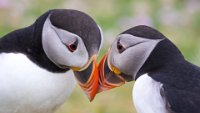 10 - PUFFIN LOVE - HINTON SALLY - australia <div